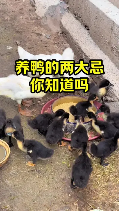 养鸭的两大忌，你知道吗#抖音三农#养鸭#养殖