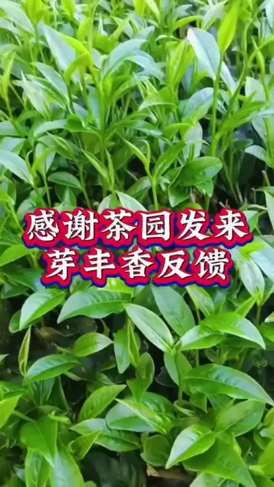 #茶园管理 #抖音助农扶农 #芽丰香 #增产增收才是硬道理 #茶农茶事