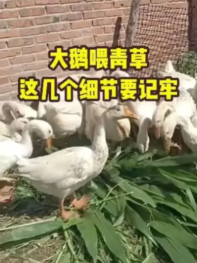 ιൺ⼸ϸҪ#ũ##ֳ