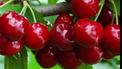 ݪֲ ĳ߲ݪֲ#ˮӦ #ũҵ֪ʶ #ũҵũ # #ѧũ