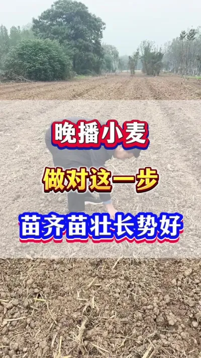 晚播小麦种上后，做好这一步，出苗齐出苗快长势好！ #小麦种植 #小麦高产 #小麦种植管理技术 #小麦出苗 #农业种植