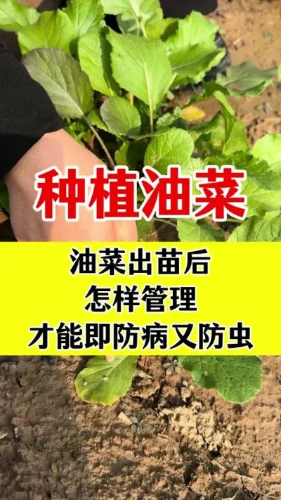 #油菜种植 #油菜病虫害防治 #油菜一喷三防 #油菜种植管理