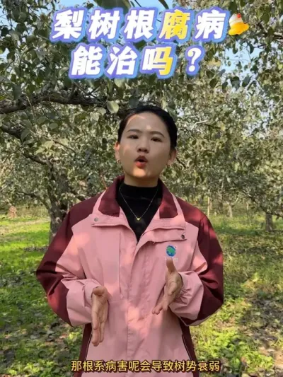 梨树根腐病 梨树根腐病怎样处理？#果树管理 #三农种植 #抖音助农扶农 #来抖音学农技 #梨树