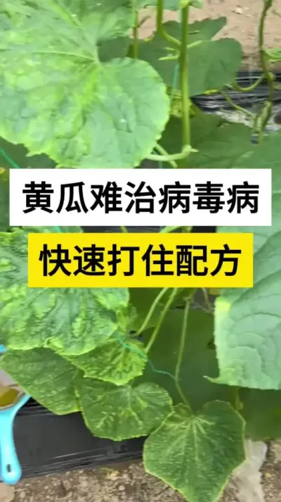 ƹβٴס䷽ #ƹϲ # #ƹݪֲ #ũ #ũ