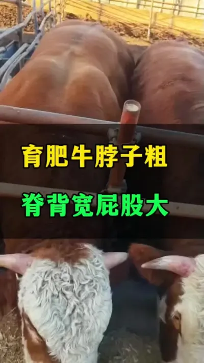 ţڴ߷ؿ#ţ #ţֳ#ֳ