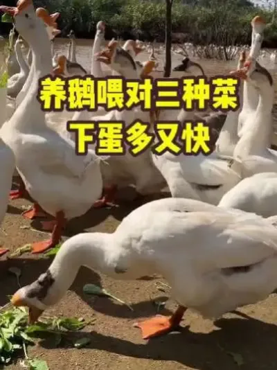 养鹅喂对三种菜，下蛋多又快#抖音三农#养鹅#养殖