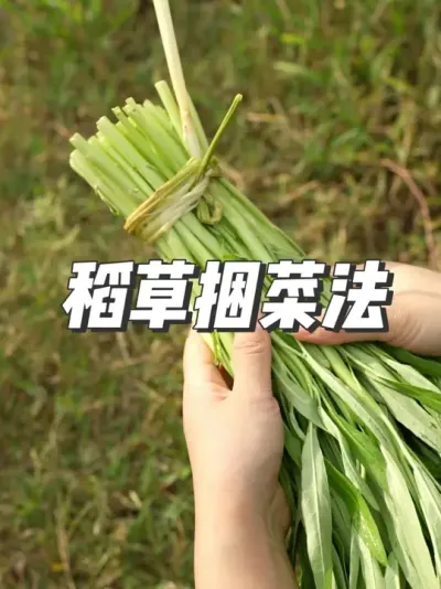 这个稻草捆菜法，适合用于农村捆菜，可别失传了， 不仅牢固，还容易拆解。#三农 #抖音新农人 #实用绳结