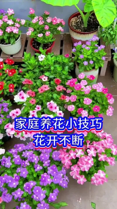 ͥС#С֪ʶ #֪ͥʶ #İ