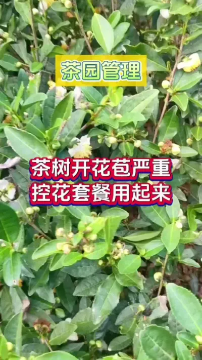 #ݪֲ Żѿػײ# #Ż #Ż #ŻЧô