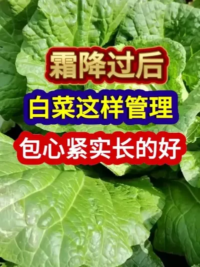 ˪ºײĽʵĺ #ײݪֲ #ײݪֲ #ũҵݪֲ #ũ #ũҵ֪ʶũ