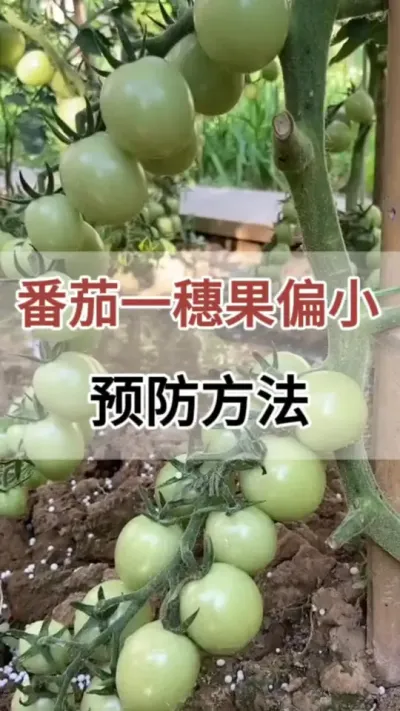 ѵһƫСԤҪ#Ѹ߲#ݪֲ#ũ #Ѹ߲