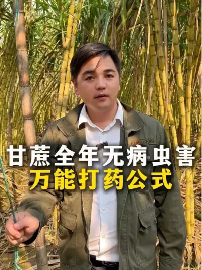 ޲溦ܴҩʽ#㽶#㽶ݪֲ#ݪֲС #ũҵ֪ʶũ #ղӲԭ