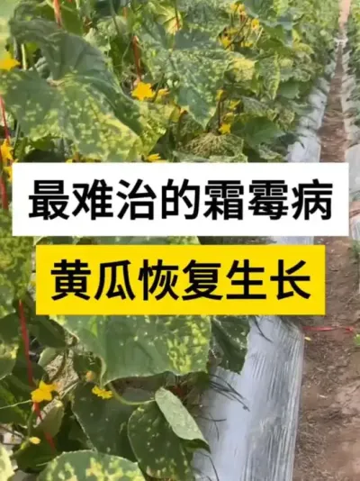 ƹ˪ù10ɽ #ƹ˪ù #˪ù󱬷 #ƹݪֲ #ũ #ũ