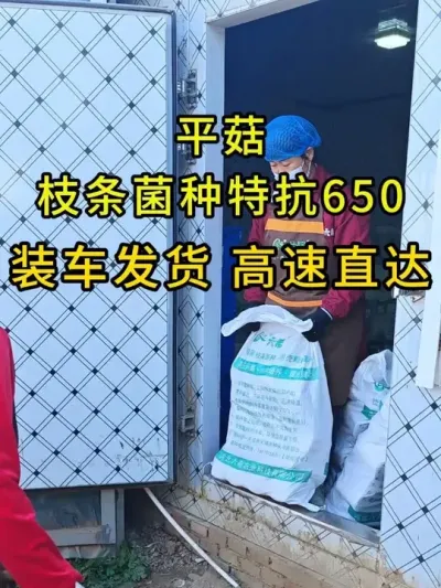 石家庄基地订购的枝条菌种特抗650，今天装车发货，高速直达，老板请收货。#平菇种植 #平菇菌种 #食用菌栽培种 #栽培种