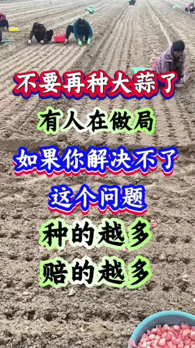 不要再种大蒜了，这个问题你解决不了，种的越多，赔的越多#大蒜 #大蒜种植 #紫皮大蒜 #大蒜高产 #种大蒜