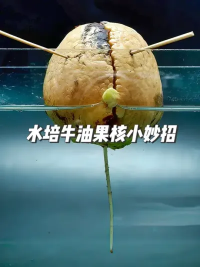 ˮţ͹СмҪʺ #ݪֲС #ˮţ͹ #԰С #ţ͹ݪֲ