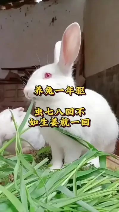 养兔一年驱虫七八回，不如生姜就一回#养兔人 #肉兔养殖#养兔技术分享#兔子