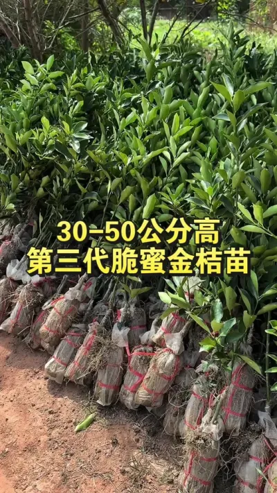 ۽30-50ָɻʸ #۽ #繩Ӧ #۽ݪֲ