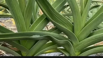 ݪֲ ĳ߲ݪֲ#һ˵ഺ #ũҵ֪ʶ #ũҵũ # #˿һ