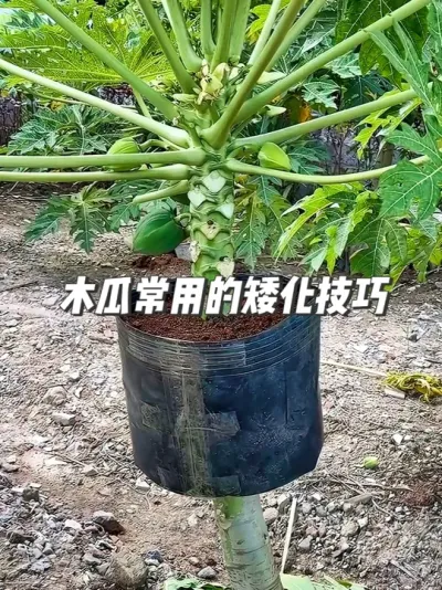 һľˢ³ֲ꣡еҲѧҪ #ݪֲС #԰С #ľݪֲ #ľϰ