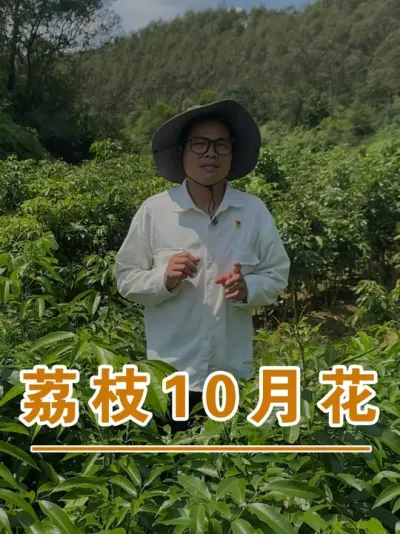 荔枝10月就开花了，见过吗？#广西灵山荔枝果苗#农业创业#抖音新农人计划2025#吕老师种果苗#荔枝种植管理技术@吕老师