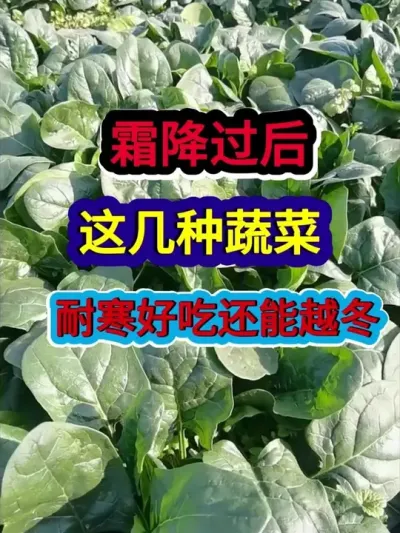 ˪º⼸߲ͺóԻԽ #߲ݪֲ #ũҵݪֲ #ݪֲС #ũ #ũҵ֪ʶũ