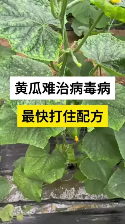 ƹβס䷽ #ƹ #ƹݪֲ #ƹϲ # #ũ