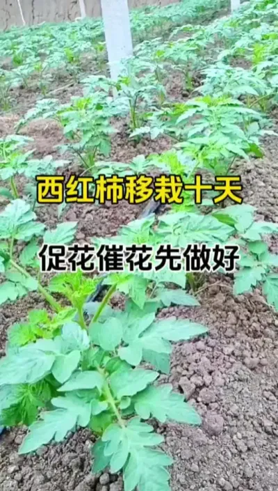 ʮٻҪ#?ũҵݪֲ #ٻ #ٻ