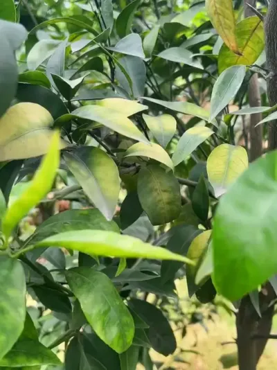 ٻƻ#ƻ #ٻƻ #ݪֲ #