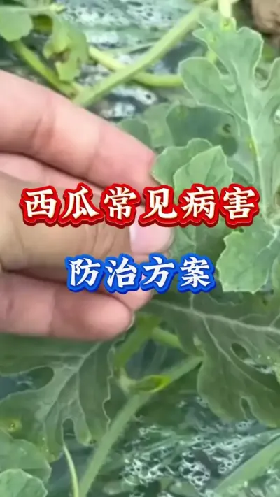 西瓜种植 西瓜常见病害防治方案#西瓜种植#西瓜管理#西瓜高产#西瓜病害