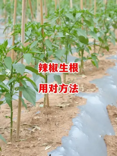 Ż#ݪֲ # #С #߽ #ũ2025