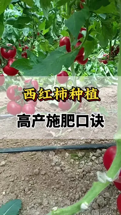 ݪֲ߲ʩʿھ#ũҵݪֲ #ݪֲС #ݪֲ