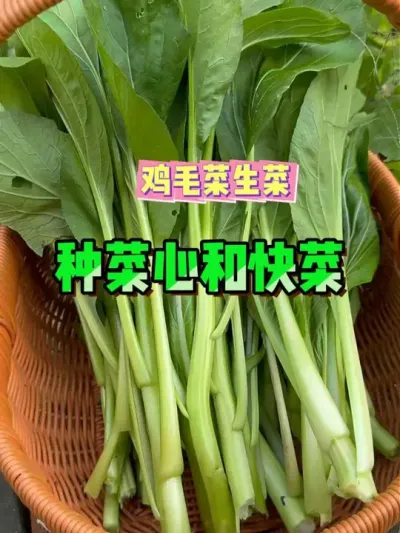 ԰׼ﲥܳԵĲЩûҪӹϿϹżŵĸæֲʲôժϱһæѹ׵ӺͿë˵ó