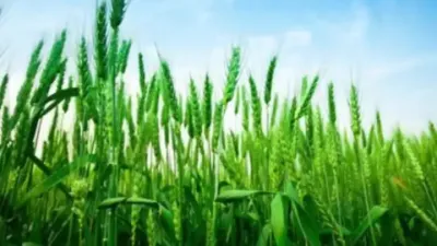 Сݪֲ Сĳ߲ݪֲ#󳹴ľ˲ #ũҵ֪ʶ #ũҵũ # #˿һ