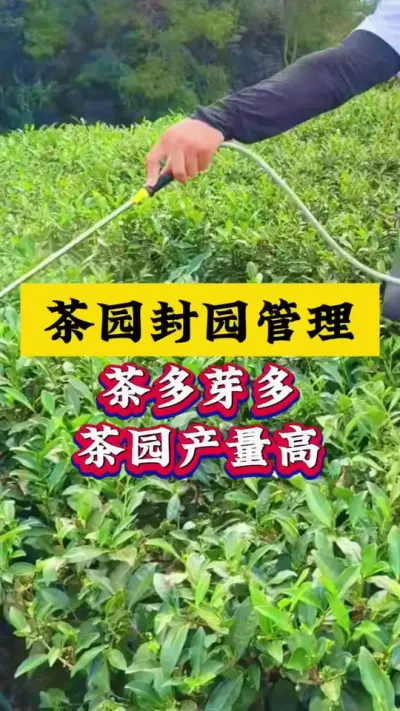 茶园如何封园#茶园封园 #茶树种植 #茶园管理 #芽丰香