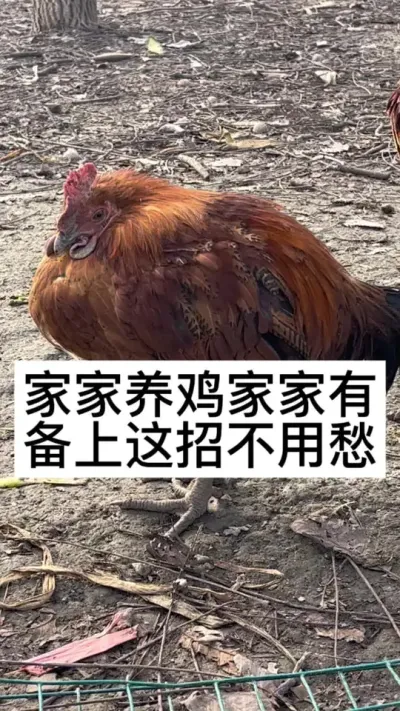 #养鸡#养鸡妙招#散养土鸡#新手养鸡