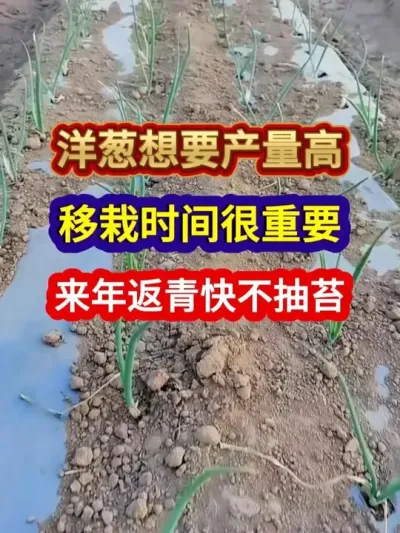 ҪʱҪ귵첻̦ #ݪֲ #ũҵݪֲ #ݪֲС #ũݪֲ #ũҵ֪ʶũ