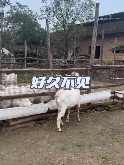 你们都想我了吗 #农村养羊 #萨能奶山羊 #新农人计划2025 #返乡创业新农人 #种公羊