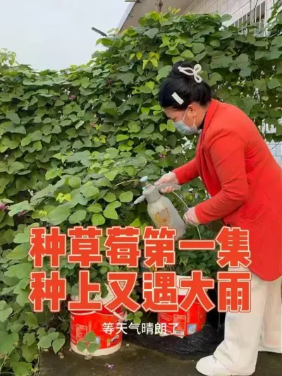 ȥ60òݮļĹȴֻӭСժݮʥƷ  ¼ݮݪֲȫ#ݮ #ݪֲС #ǿ֢ϵ #ݮݪֲ #ҵС԰