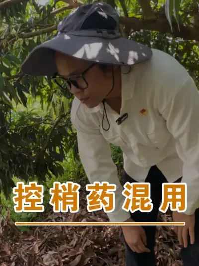 Ч̦ܿ#ɽ֦#ũҵҵ#ũ2025#ֹ#֦ݪֲ@