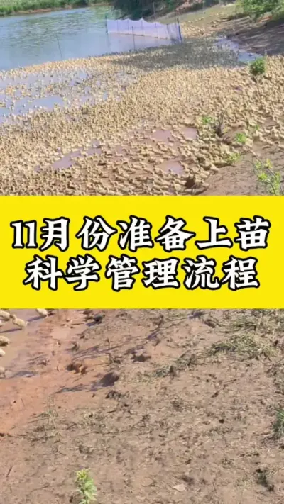 11月份准备上苗，科学管理流程#科学养鸭 #养鸭技术 #养鸭流程表 #养鸭小妙招