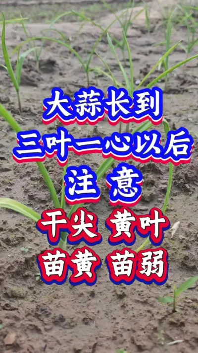 ⳤҶһԺעظɼҶ#ݪֲ#Ƥ#ִ#߲#