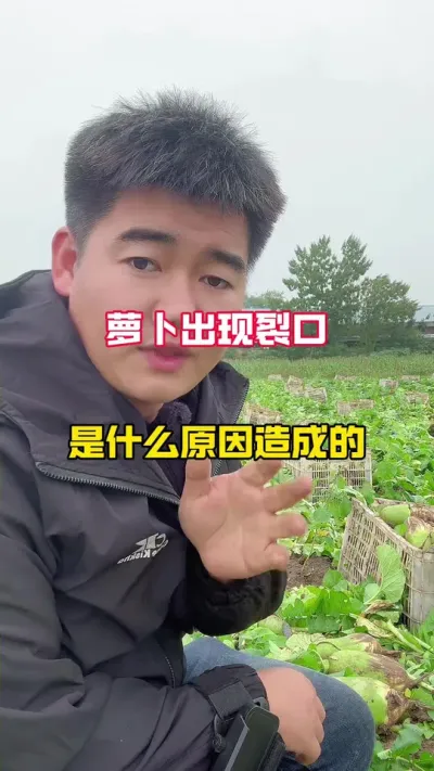 #三农#萝卜种植#蔬菜种植##新农人计划 #种植技术分享 ，萝卜裂口的原因