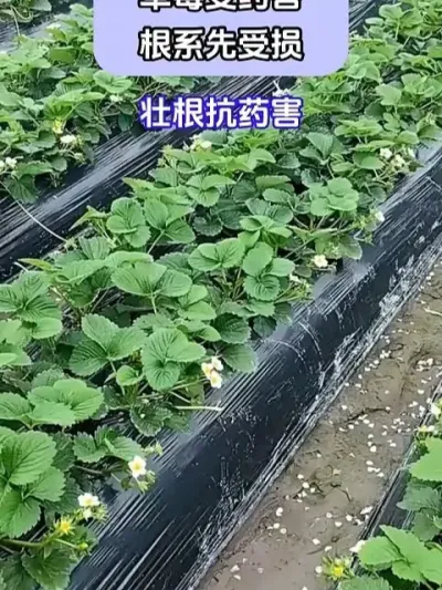 ݮҩϵ @ش—Թ @ش-ˮܷԴͷ @ش-Դͷ #ݪֲС #ݮݪֲ #ũҵݪֲ #ũ֧ũ #شǰ