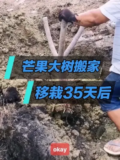 âԺ35Чô # # #âݪֲ