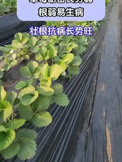 ݮ糤 @ش—Թ @ش-ˮܷԴͷ @ش-Դͷ #ݪֲС #ݮݪֲ #ũҵݪֲ #ũ֧ũ #شǰ