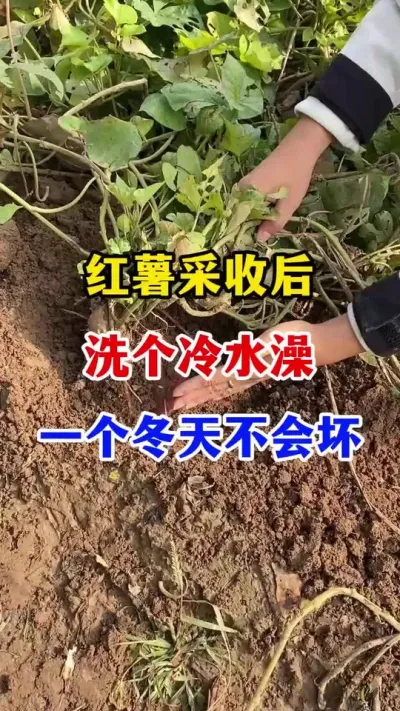 պϴˮһ첻ỵ#ݪֲ##Ҫ #߲#