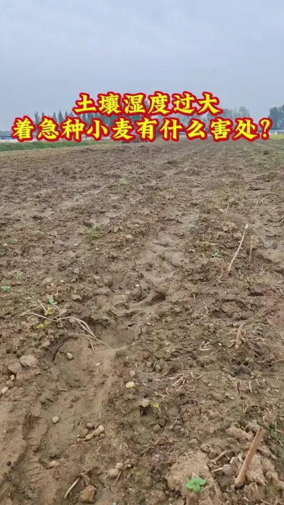 #朝晖农资#三农#种植#新农人