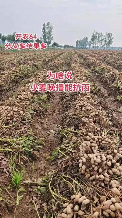 Ϊɶ˵СܿС#ũ#ũ#ũ #ݪֲС #ũ