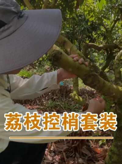 ֦װ#ɽ֦#ũҵҵ#ũ2025#ֹ#֦ݪֲ@